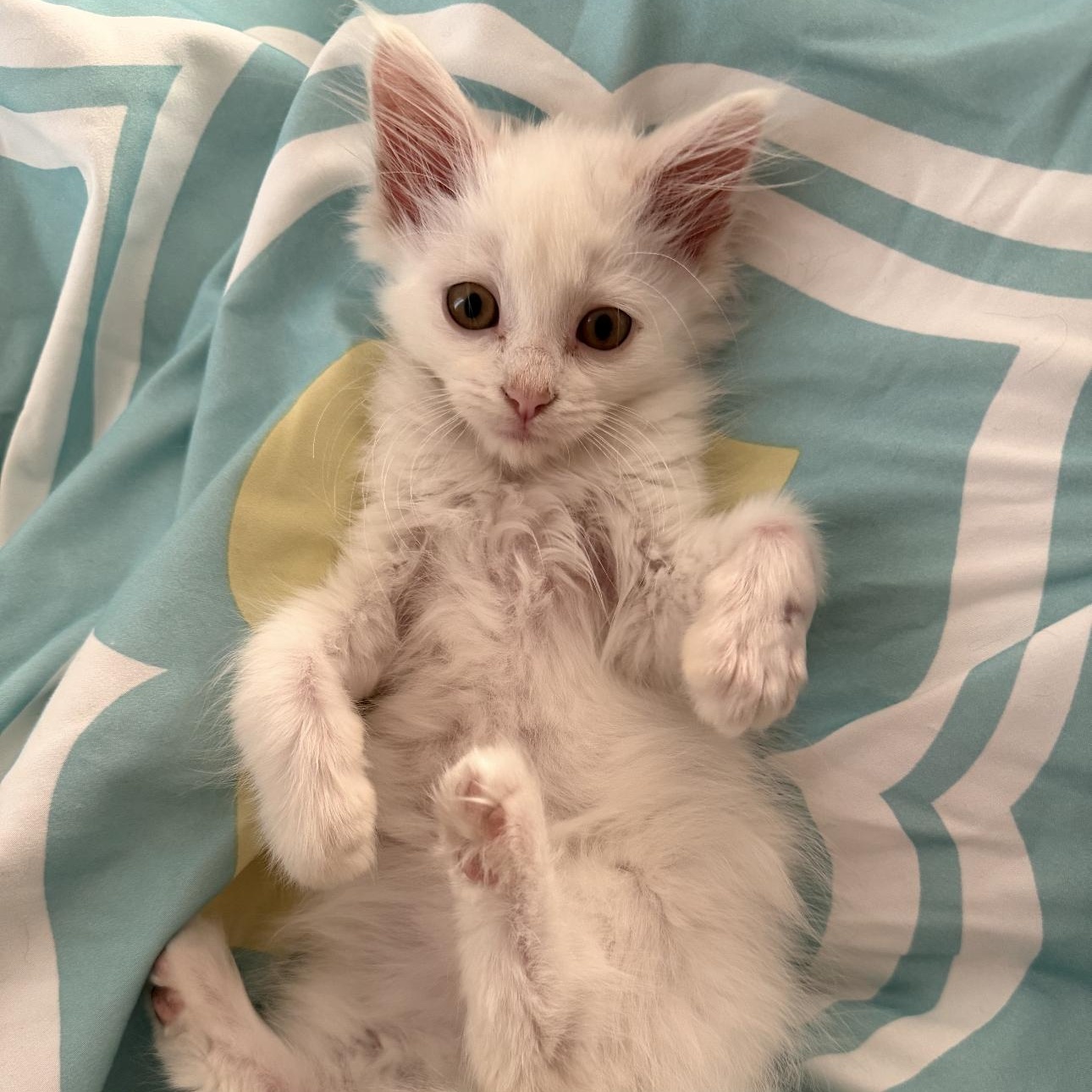 Enlarge Dobby, an adopted Domestic Long Hair in Rochester Hills, MI image 2/5