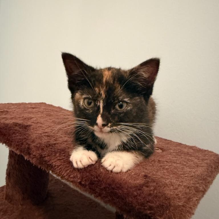 Matilda, a Adoptable mixed breed in Moriches, NY image 4/6