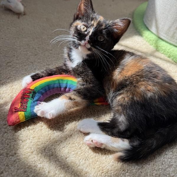 Matilda, a Adoptable mixed breed in Moriches, NY image 2/6