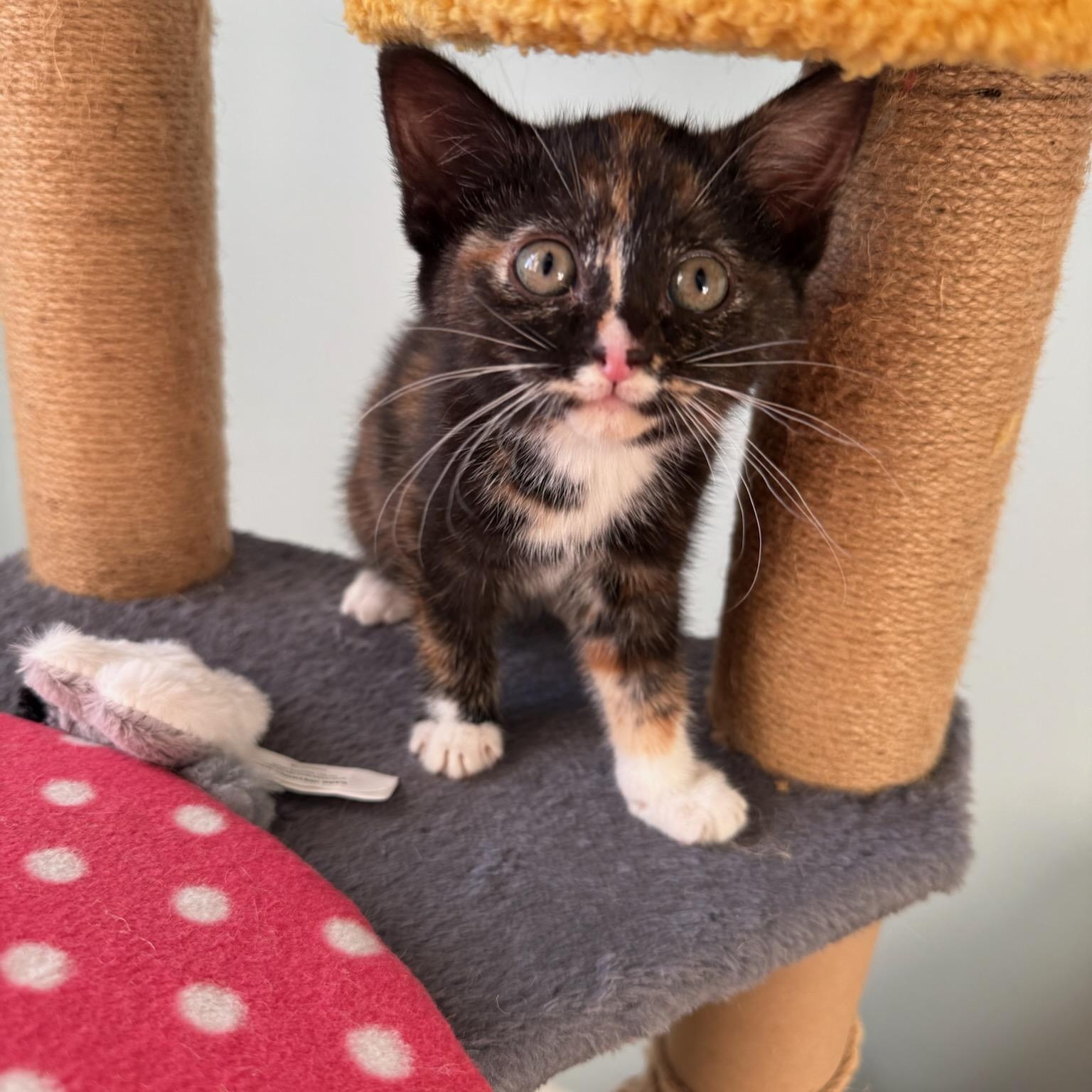 Matilda, a Adoptable mixed breed in Moriches, NY image 5/6