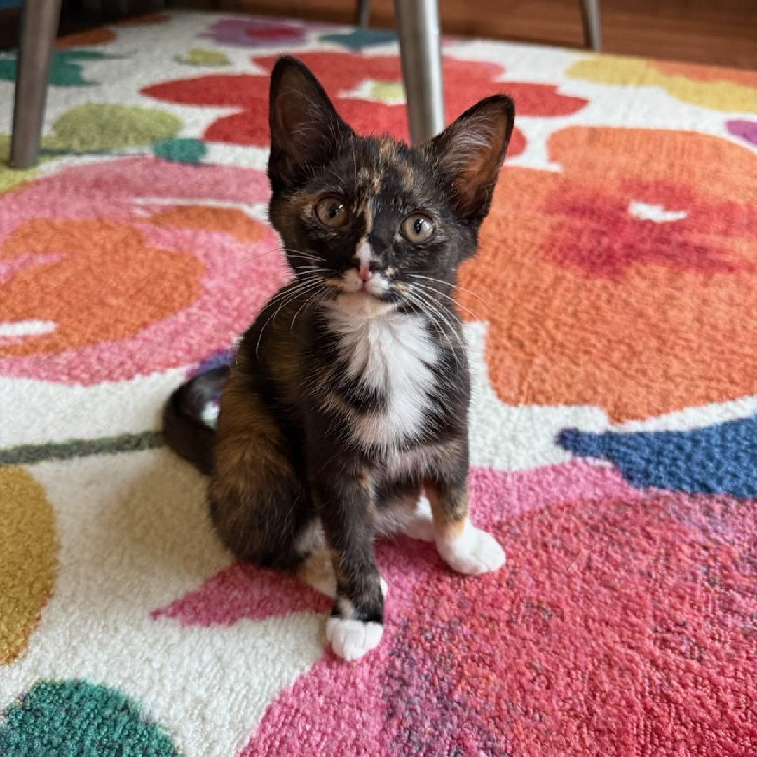 Matilda, a Adoptable mixed breed in Moriches, NY image 1/6