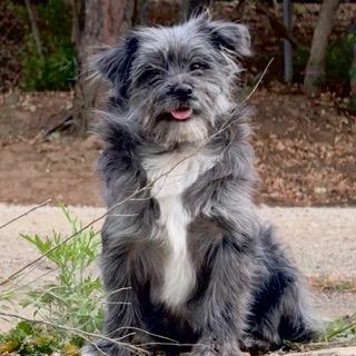 DAVID, ADOPTABLE, Puppy Male Pomeranian & Shih Tzu.