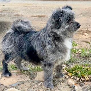 Enlarge DAVID, a ADOPTABLE mixed breed in Santa Monica, CA image 3/3