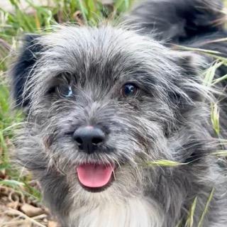 Enlarge DAVID, a ADOPTABLE mixed breed in Santa Monica, CA image 2/3