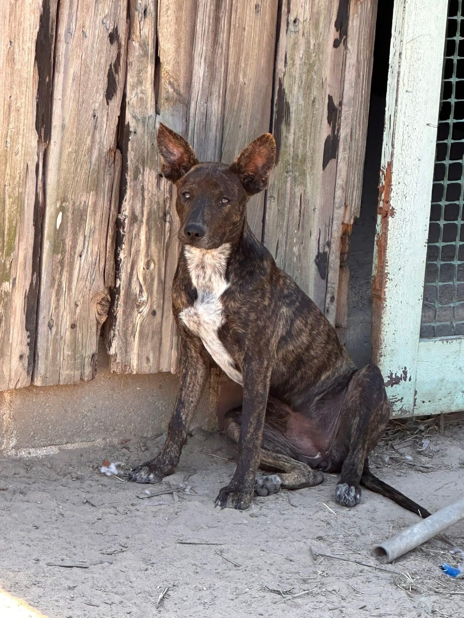 Enlarge Hazel, an adopted mixed breed in Varnville, SC image 1/1