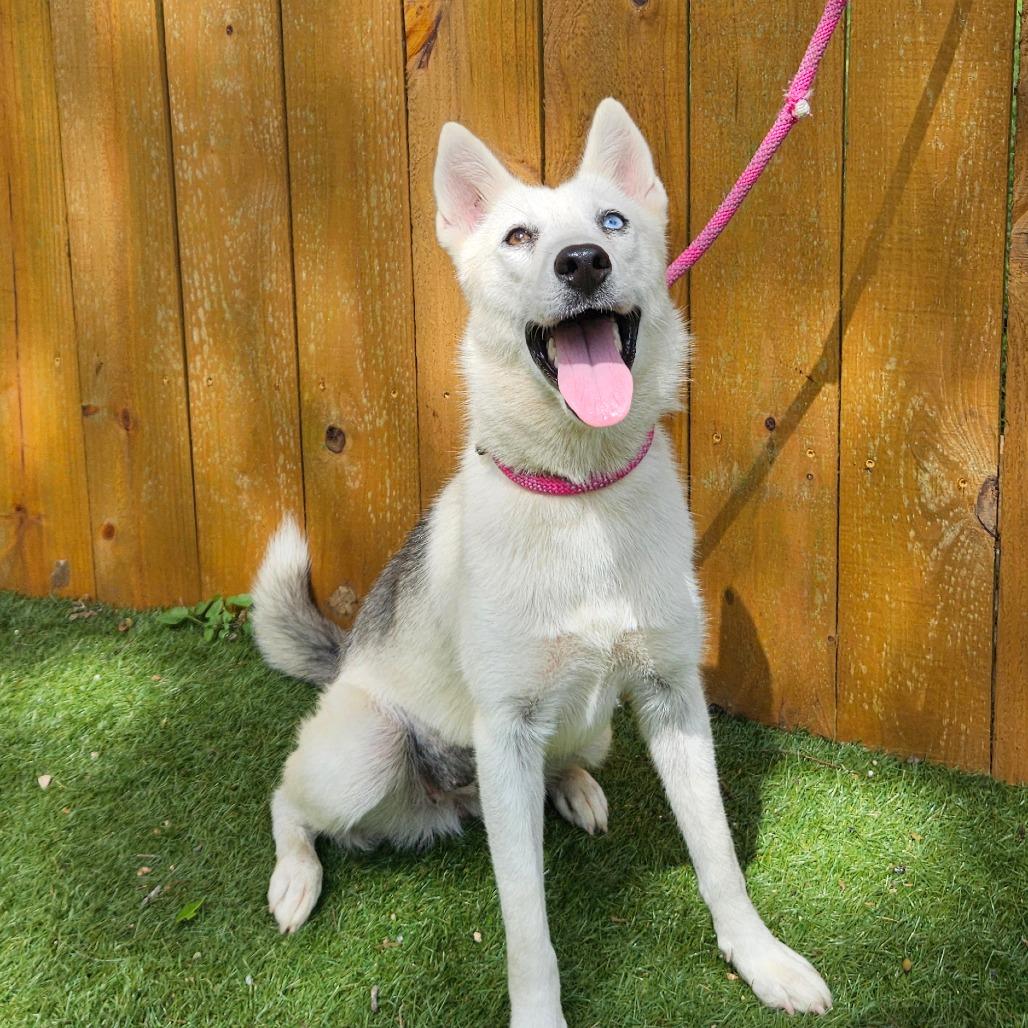 Glitter JuM, Young Female Husky