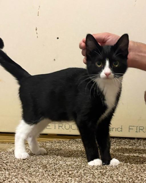 Elm, ADOPTABLE, Kitten Male Tuxedo.