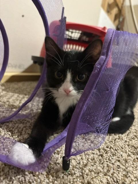 Enlarge Elm, a ADOPTABLE Tuxedo in Frederick, MD image 3/3