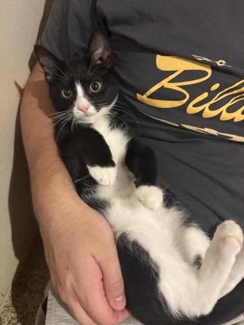Enlarge Elm, a ADOPTABLE Tuxedo in Frederick, MD image 2/3