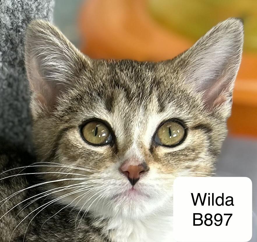 Wilda, adopted, Kitten Female Domestic Short Hair.