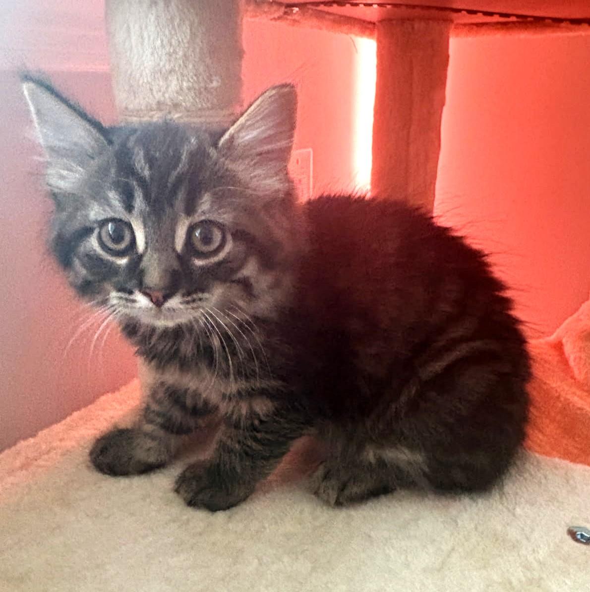 Peapod (Bonded to Garbanzo), ADOPTABLE, Kitten Male Maine Coon.