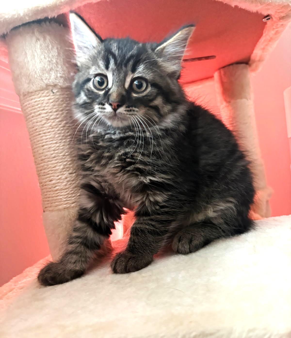 Peapod (Bonded to Garbanzo), a ADOPTABLE mixed breed in Ypsilanti, MI image 3/3