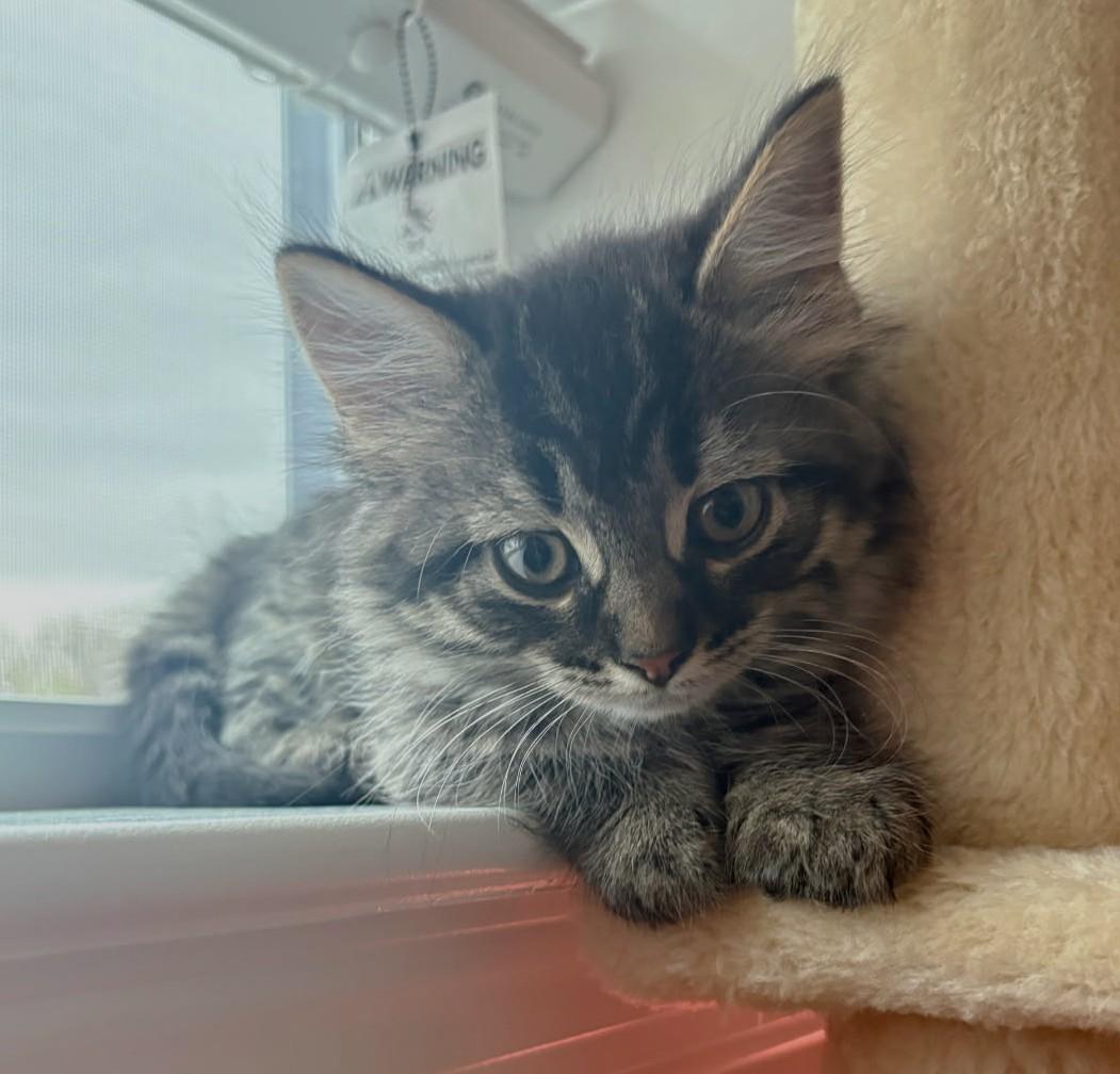 Peapod (Bonded to Garbanzo), a ADOPTABLE mixed breed in Ypsilanti, MI image 2/3