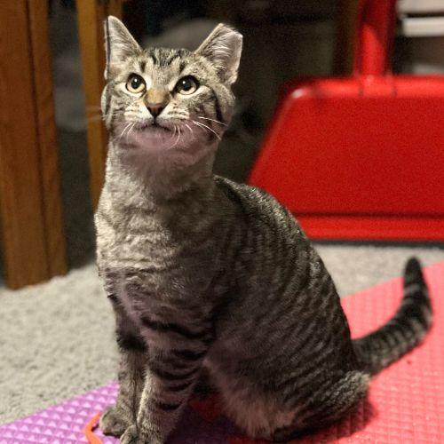 EMINEM, Adoptable, Young Male Domestic Short Hair.