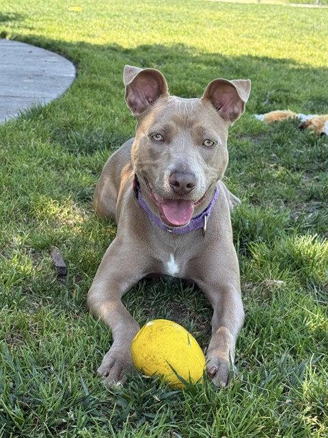 Fiesta, a Adoptable Pit Bull Terrier in Elk Grove, CA image 1/3