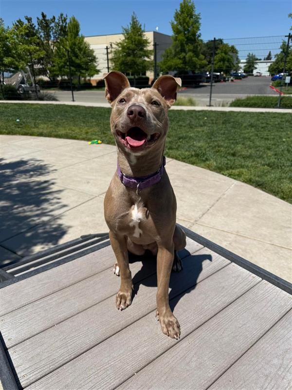 Fiesta, a Adoptable Pit Bull Terrier in Elk Grove, CA image 2/3