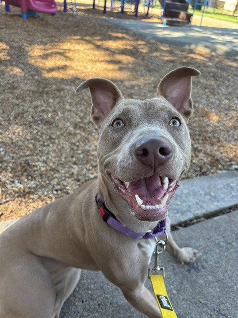 Fiesta, a Adoptable Pit Bull Terrier in Elk Grove, CA image 3/3