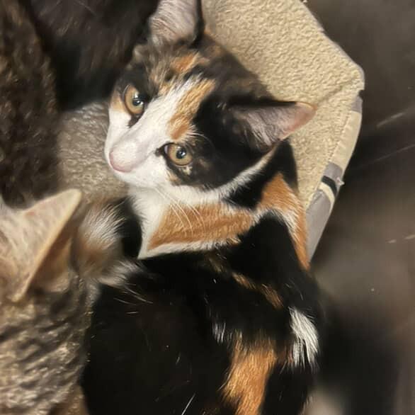 Enlarge Fish Stick, a Adoptable Domestic Short Hair in Salem, WV image 1/1