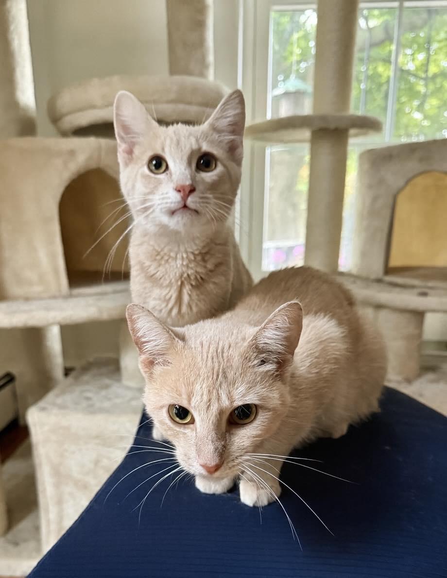 Claire, Adoptable, Adult Female Domestic Short Hair.