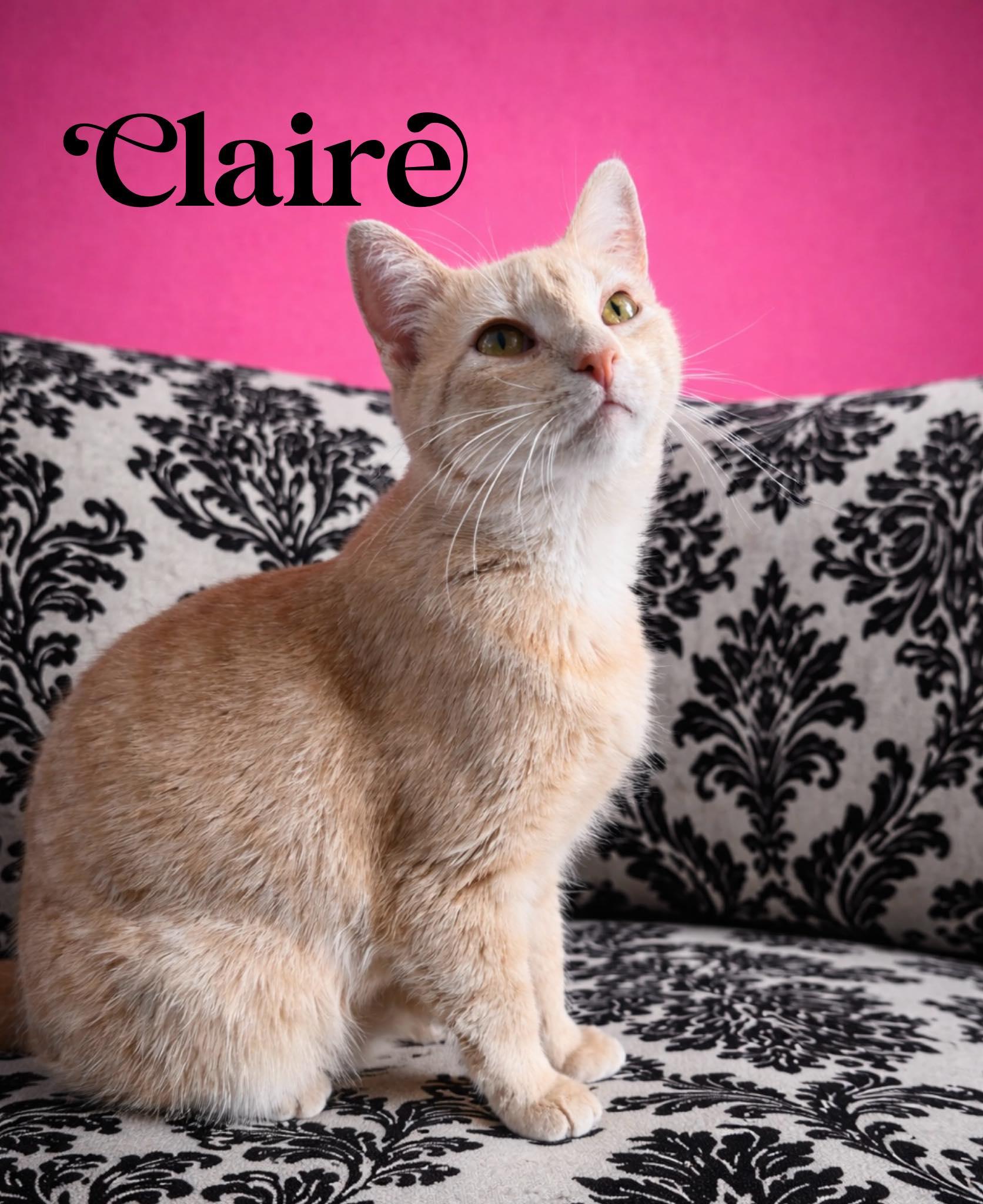 Enlarge Claire, a Adoptable Domestic Short Hair in Webster, NY image 1/1