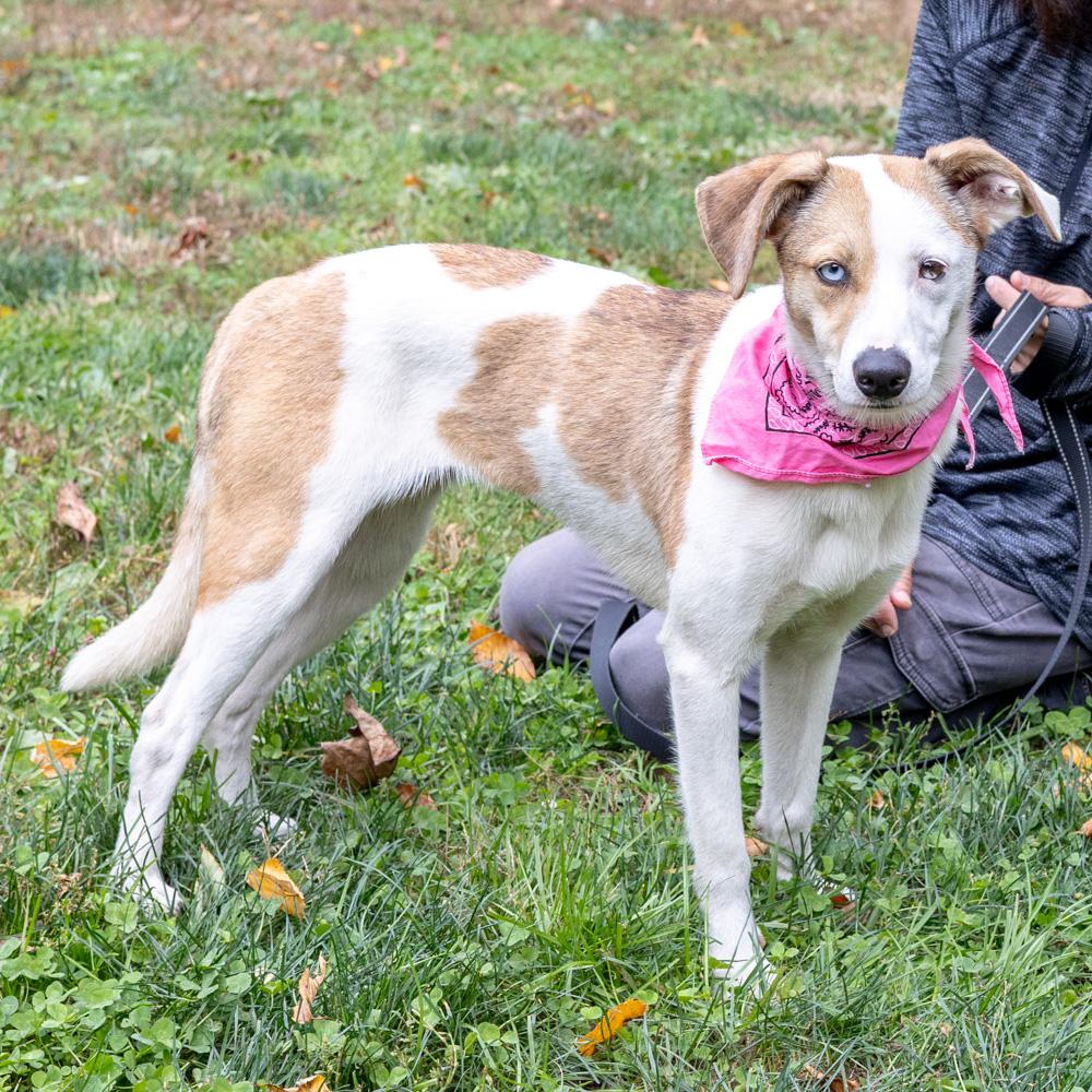 Flickeravail thumbnail 2