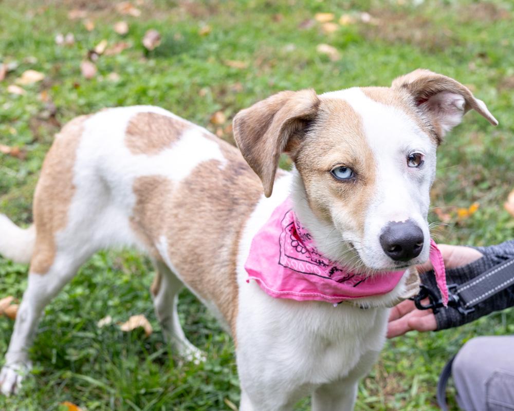 Flickeravail thumbnail 3