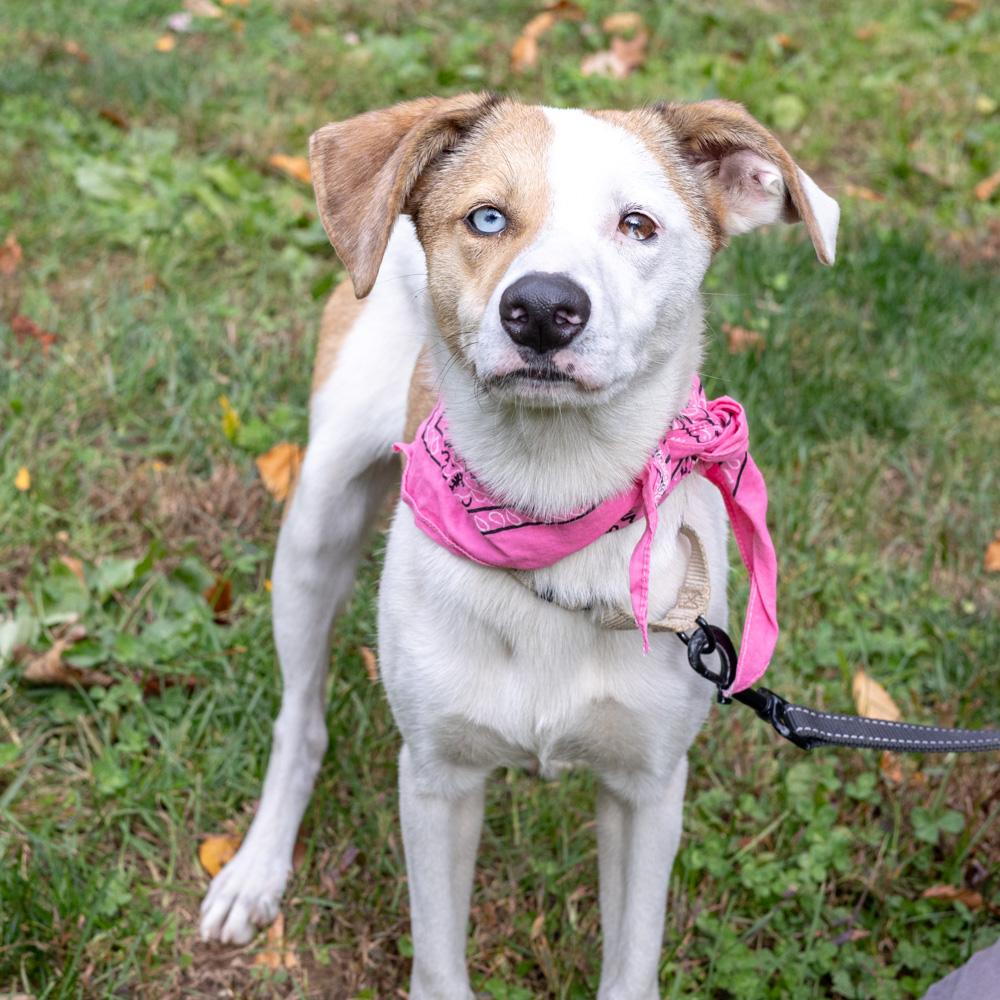 Flickeravail thumbnail 5