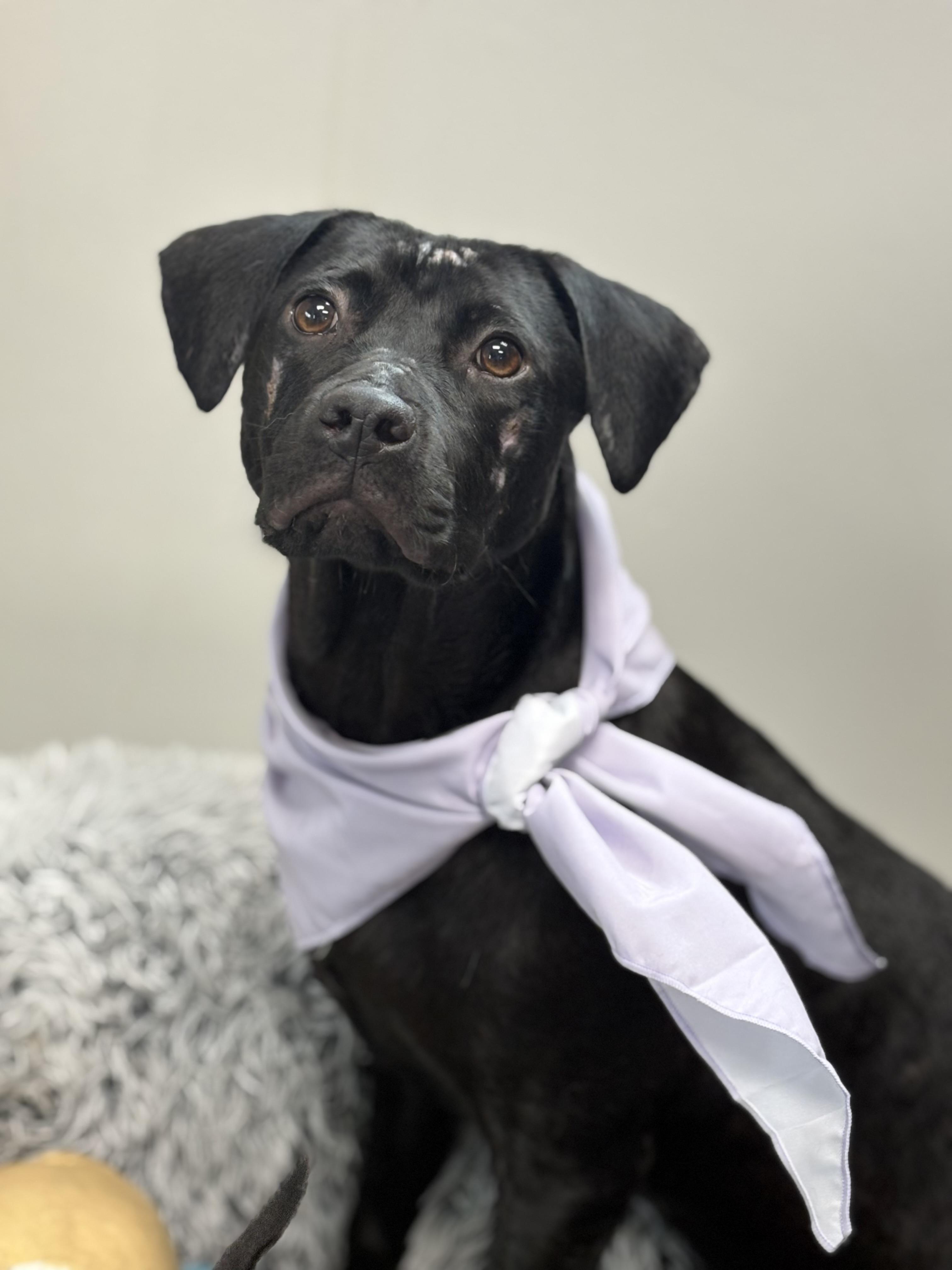 Magnolia, adoptable, Young Female Labrador Retriever.