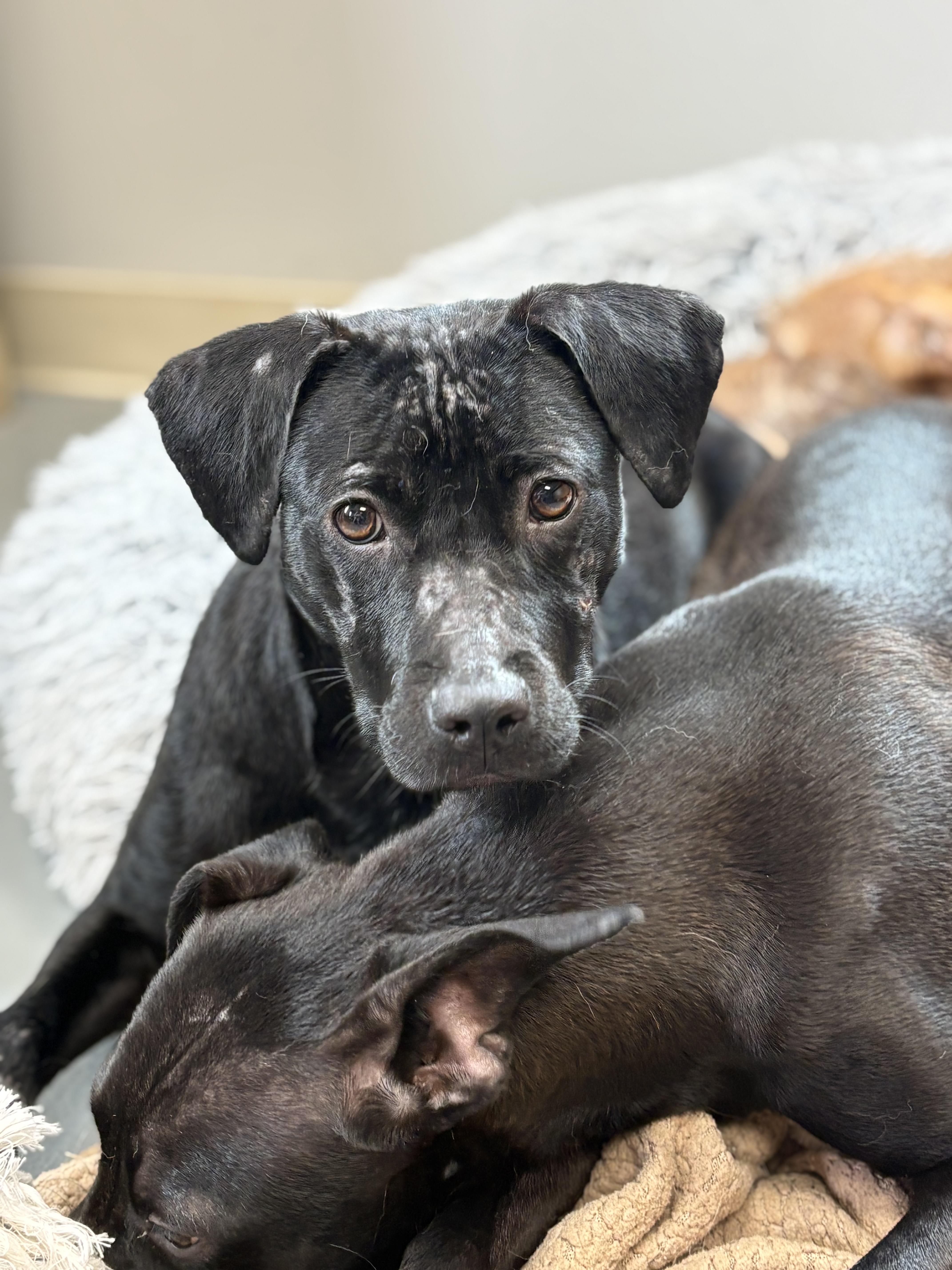 Magnolia, an adoptable mixed breed in Zimmerman, MN image 3/4