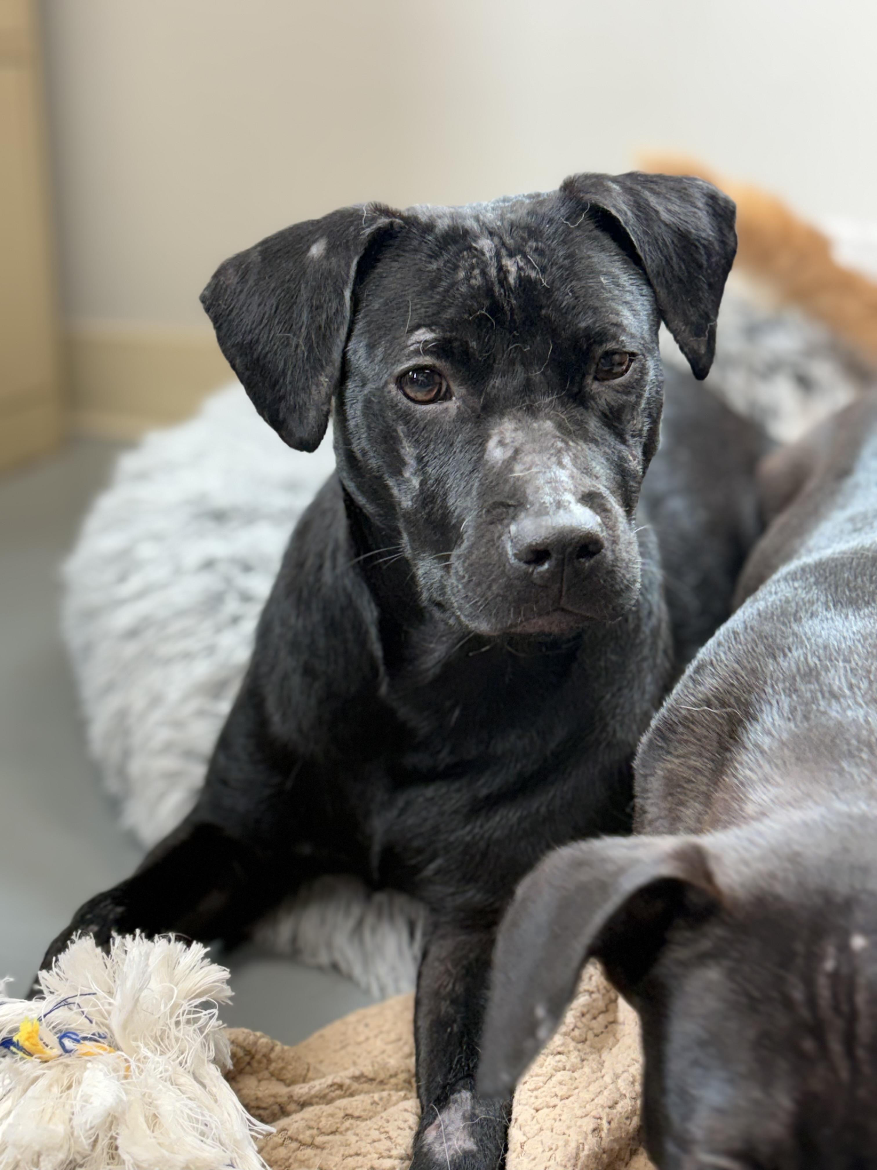 Magnolia, an adoptable mixed breed in Zimmerman, MN image 4/4