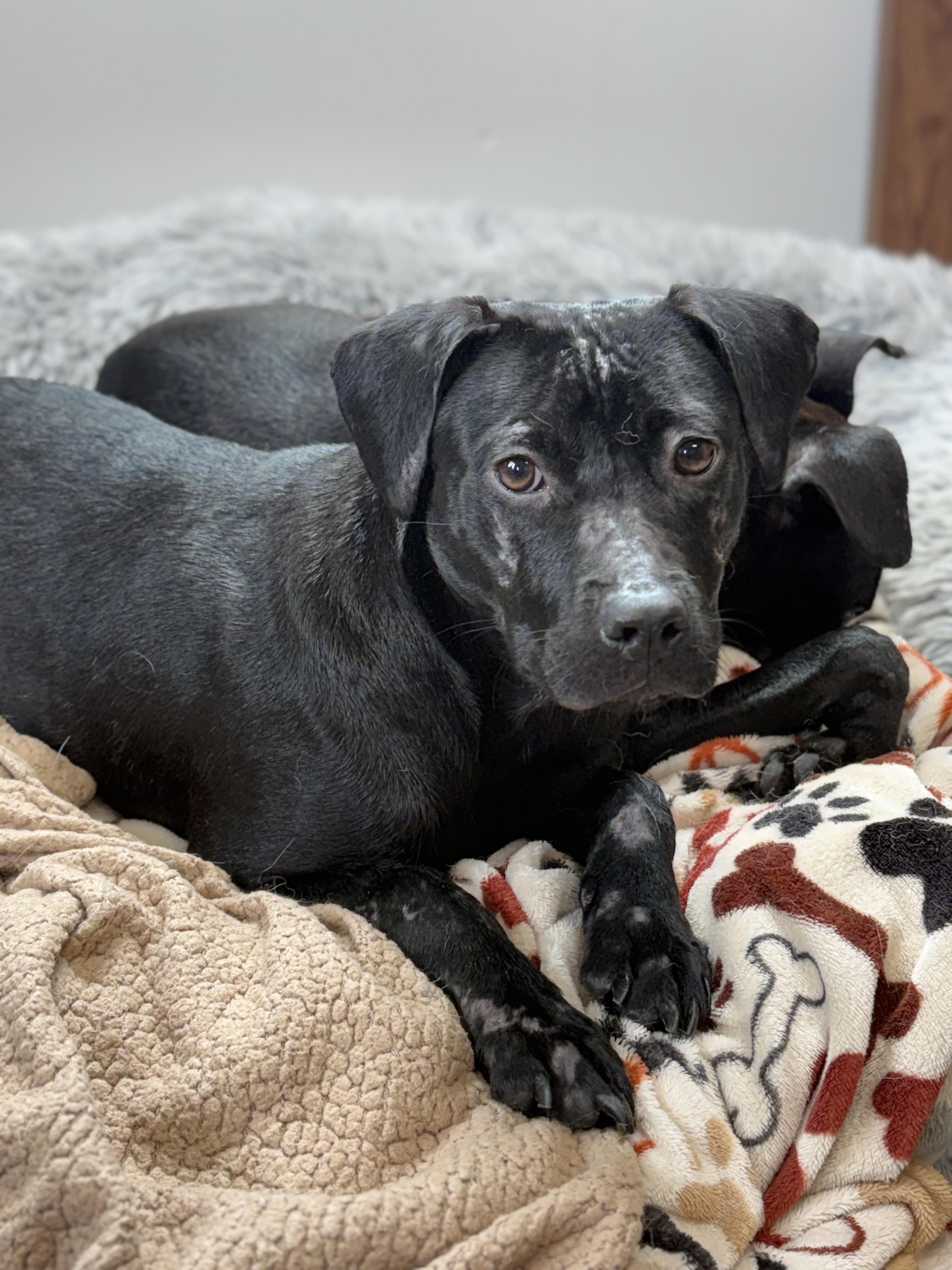 Magnolia, an adoptable mixed breed in Zimmerman, MN image 2/4