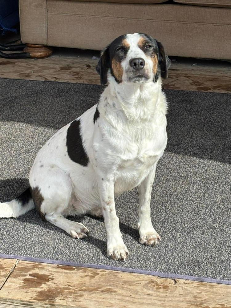 Mira, Adoptable, Adult Female Hound.