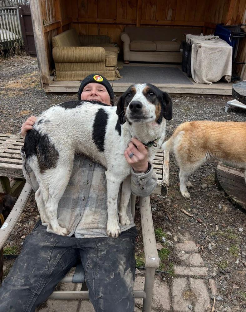 Mira AKA Molly, Adoptable, Adult Female Hound.