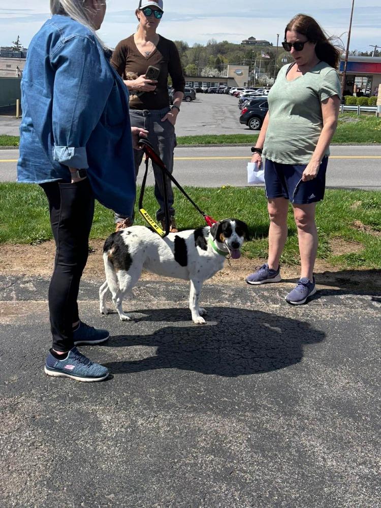 Mira AKA Molly, Adoptable, Adult Female Hound.