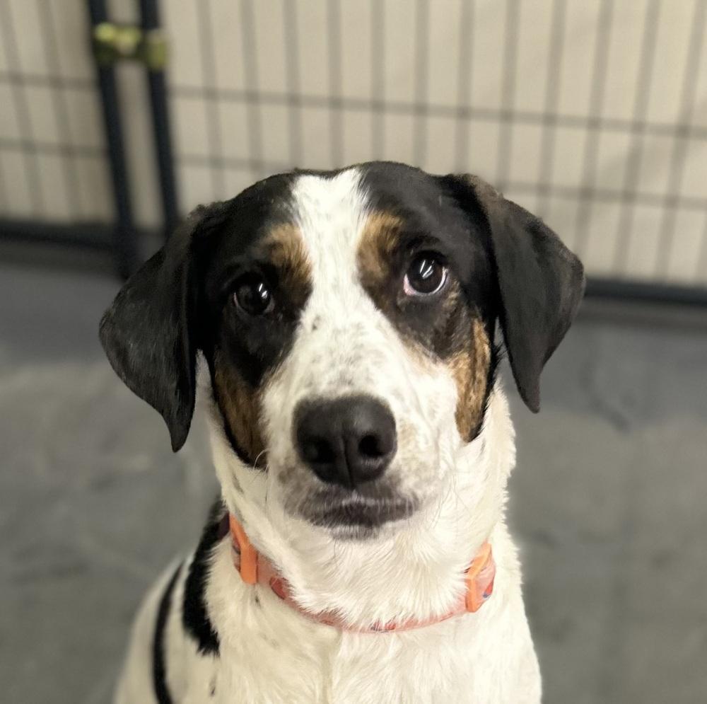 Enlarge Mira AKA Molly, a Adoptable mixed breed in Syracuse, NY image 2/6