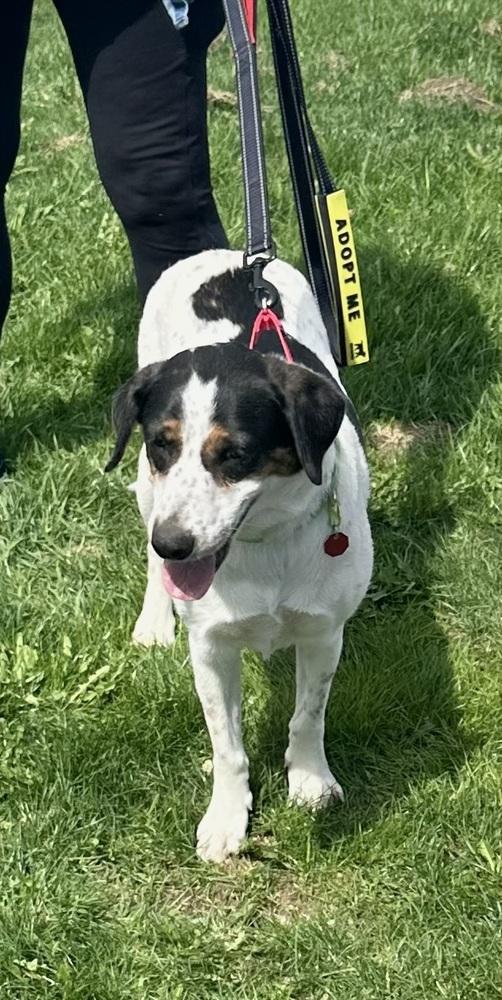 Enlarge Mira AKA Molly, a Adoptable mixed breed in Syracuse, NY image 3/6