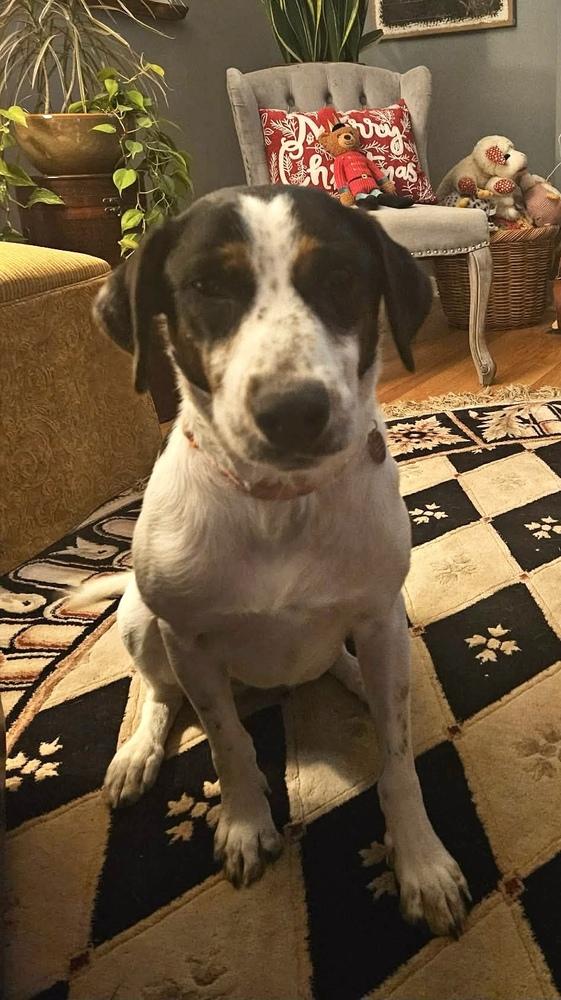 Mira, Adoptable, Adult Female Hound.