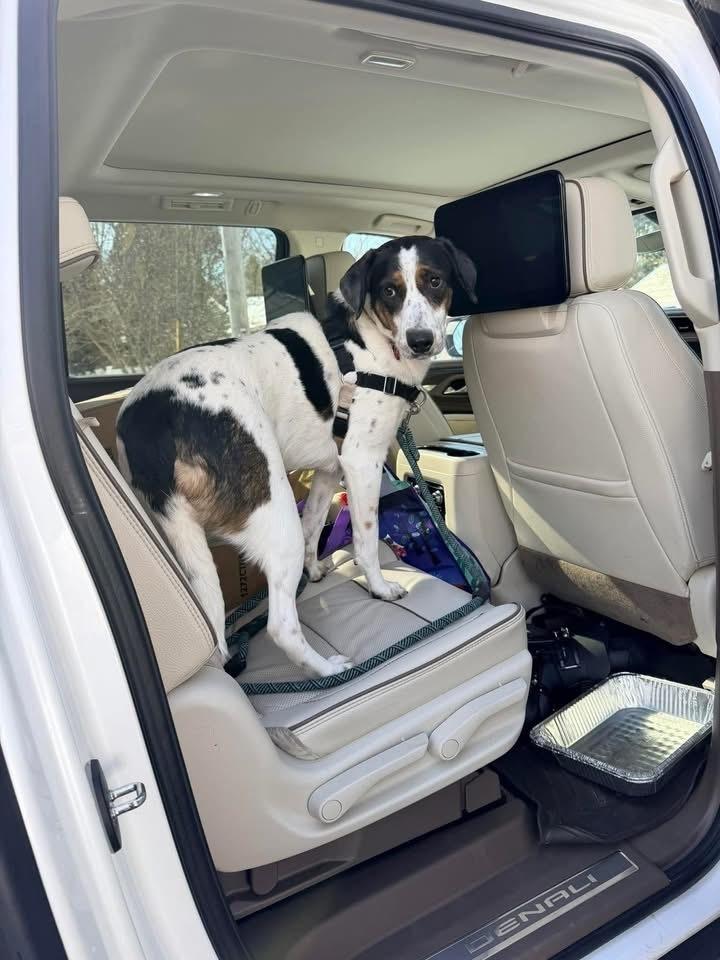 Enlarge Mira AKA Molly, a Adoptable mixed breed in Syracuse, NY image 4/6