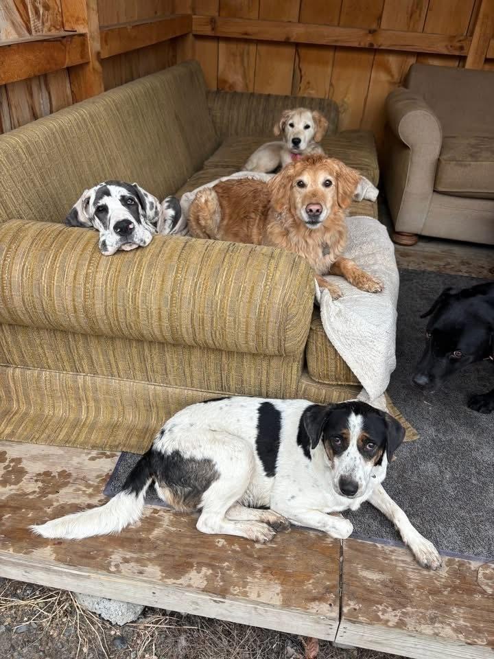 Enlarge Mira AKA Molly, a Adoptable mixed breed in Syracuse, NY image 5/6