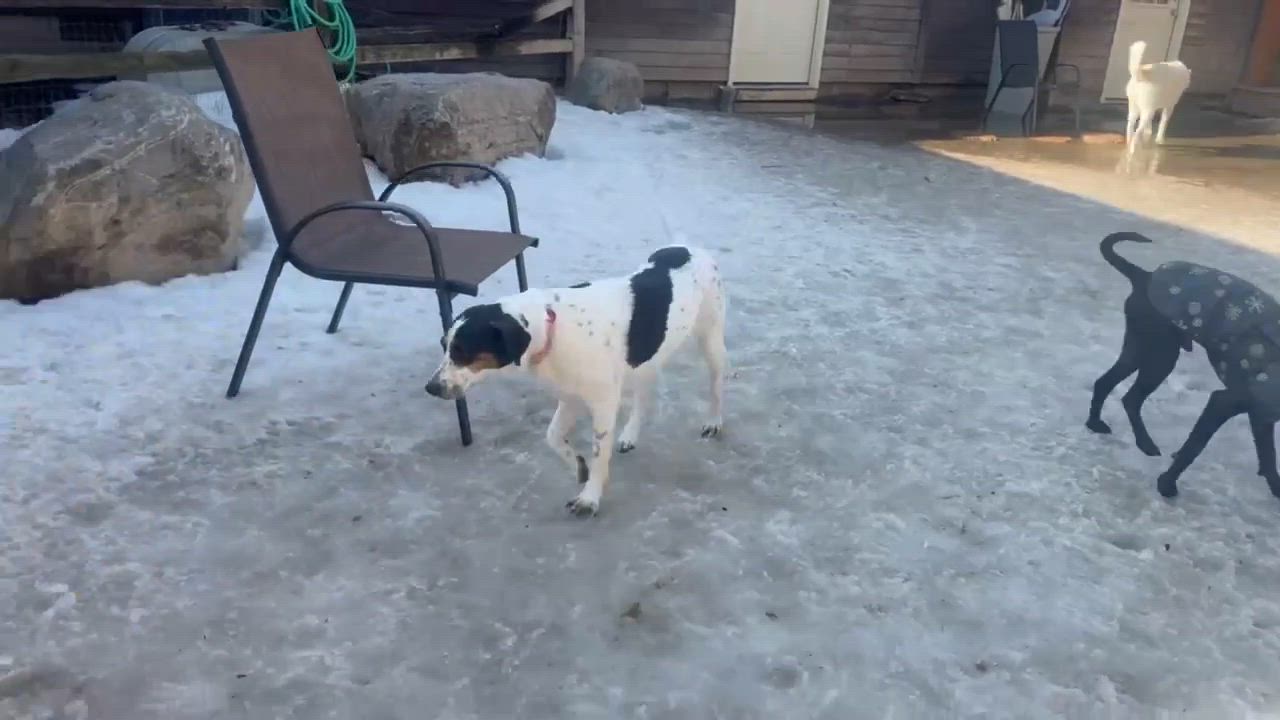 Enlarge Mira AKA Molly, a Adoptable mixed breed in Syracuse, NY video 6/6