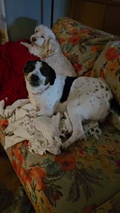 Enlarge Mira AKA Molly, a Adoptable mixed breed in Syracuse, NY video 5/6