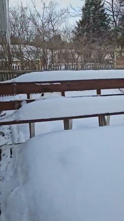 Enlarge Mira AKA Molly, a Adoptable mixed breed in Syracuse, NY video 6/6