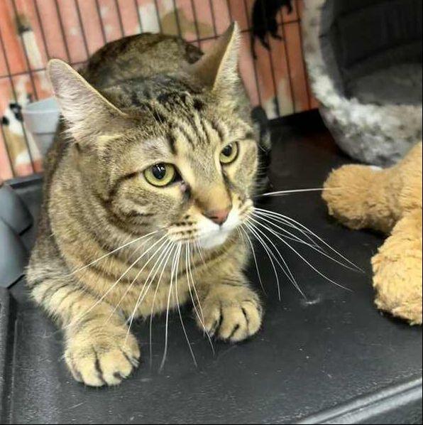 Enlarge Layla, a Adoptable mixed breed in Mississauga, ON image 1/1