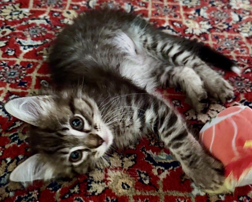 Rogue, Adoptable, Kitten Female Domestic Long Hair.