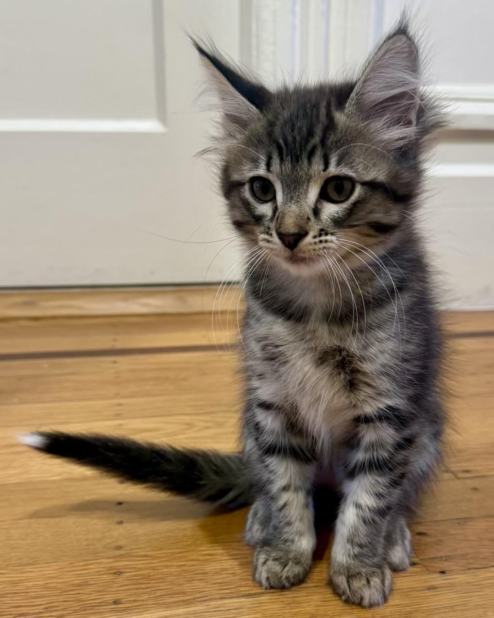 Enlarge Rogue, a Adoptable Domestic Long Hair in San Francisco, CA image 3/6