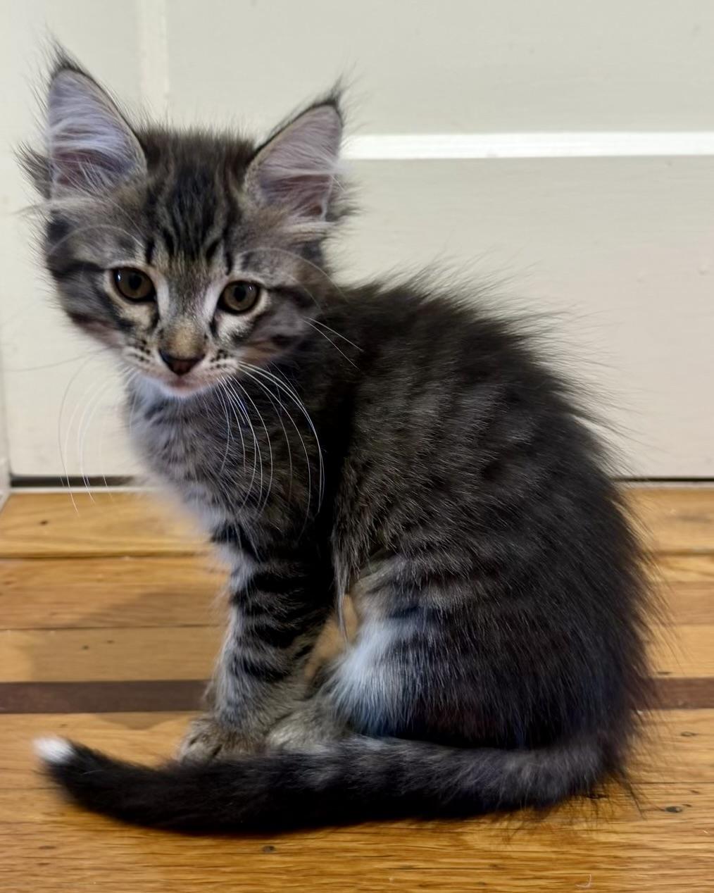 Enlarge Rogue, a Adoptable Domestic Long Hair in San Francisco, CA image 4/6