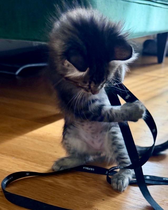 Enlarge Rogue, a Adoptable Domestic Long Hair in San Francisco, CA image 6/6