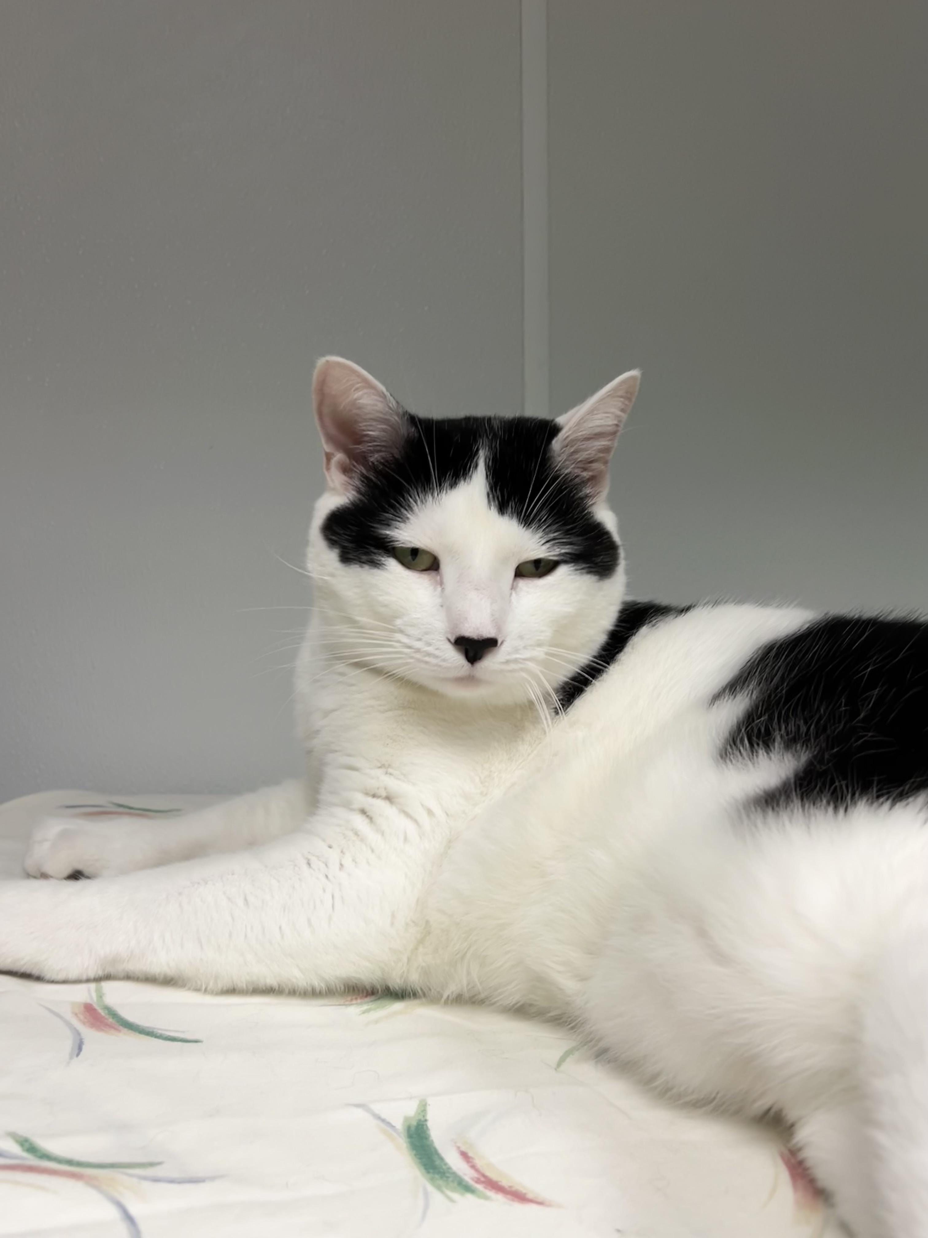 Thorax, Adoptable, Adult Male Domestic Medium Hair.