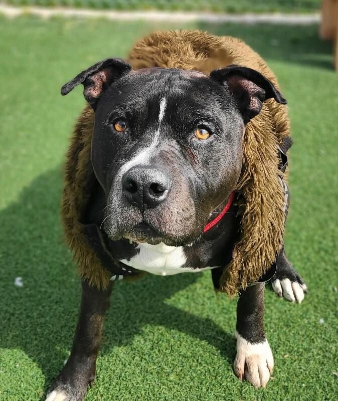 Harley, Adoptable, Adult Male Pit Bull Terrier.