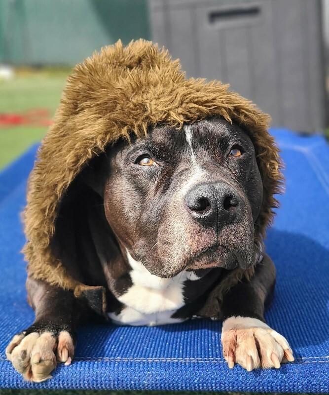 Enlarge Harley, a Adoptable Pit Bull Terrier in Fruit Heights, UT image 2/6